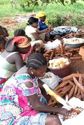 Épluchage du manioc © D. Dufour, Cirad