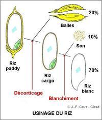 Diagramme de transformation du riz © Cirad